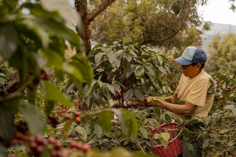 Coffee farmer harvesting ripe coffee cherries